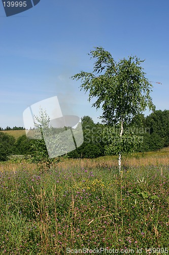 Image of landscape with a birch