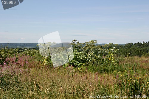 Image of meadow