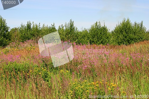 Image of field flowers