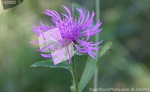 Image of field flower