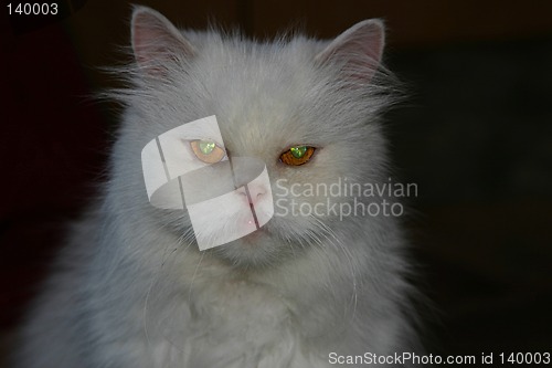 Image of old cat Lisa