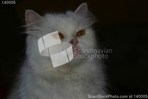 Image of cat
