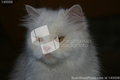 Image of cat