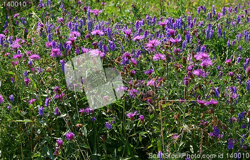 Image of field flowers