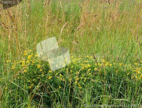 Image of field flowers