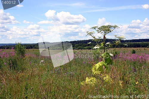 Image of meadow with a field flowers