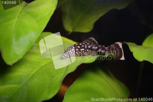 Image of mall on plant