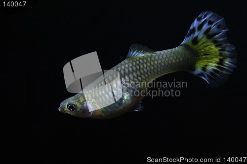 Image of fish in aquarium