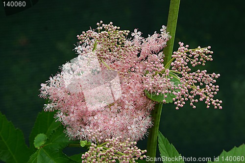 Image of pink cloud