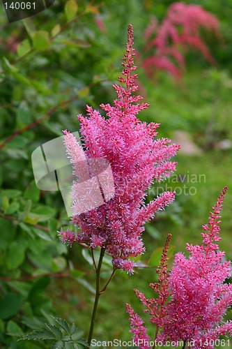 Image of astilbe