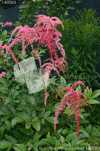 Image of astilbe