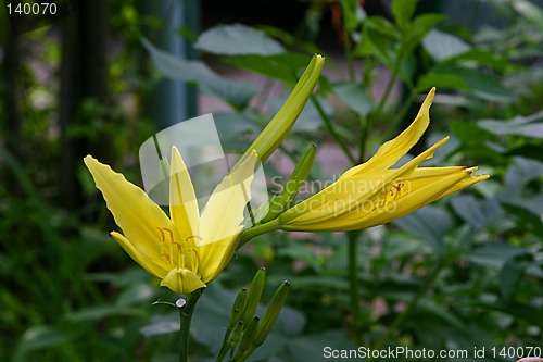 Image of hemerocallis