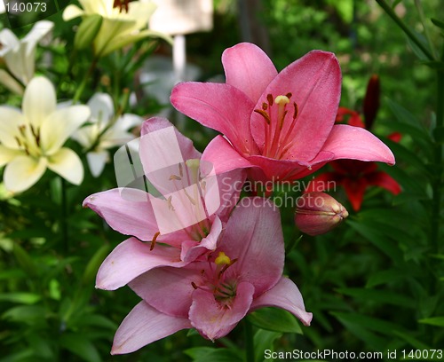Image of lilies