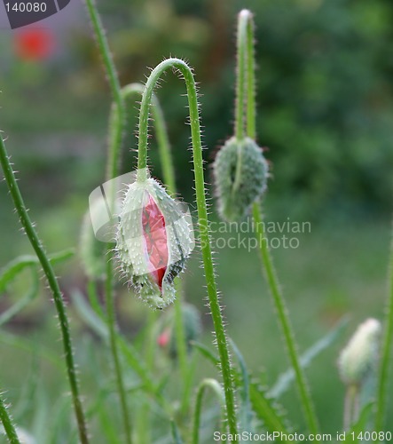 Image of the bud is getting open