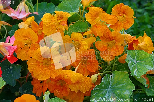 Image of tropaeolum