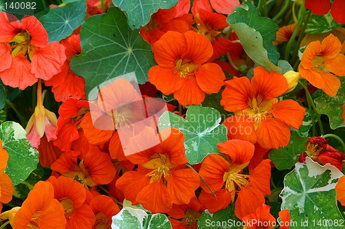 Image of tropaeolum