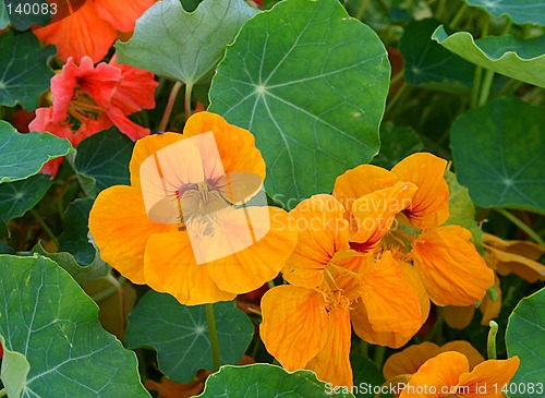 Image of tropaeolum