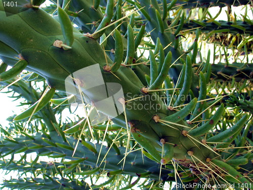Image of Cactus plant