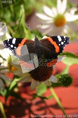 Image of  admiral butterfly