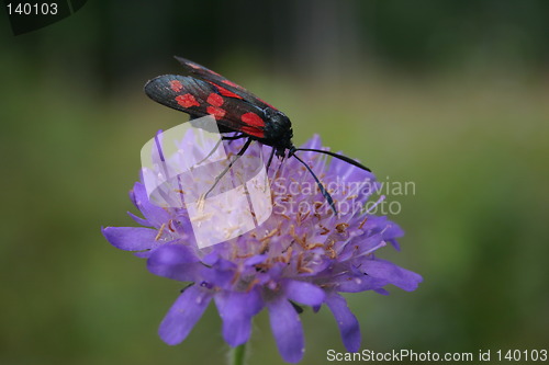 Image of Zygaena filipendula