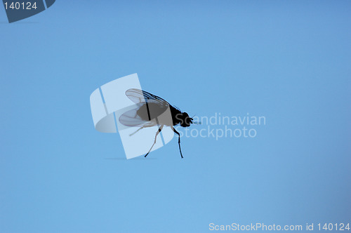 Image of Fly