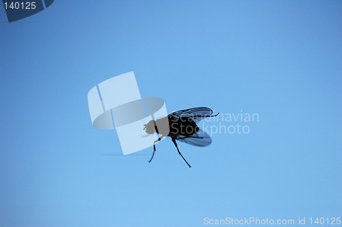 Image of Fly