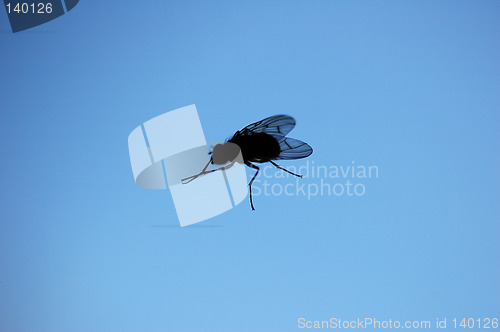 Image of Fly