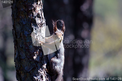 Image of Squirrel