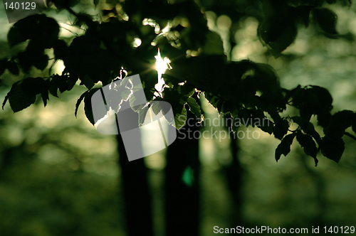 Image of Leaves