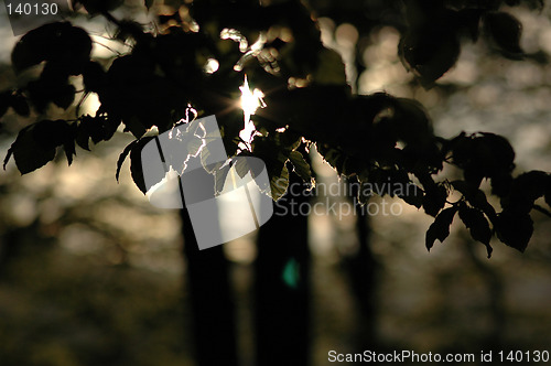 Image of Leaves
