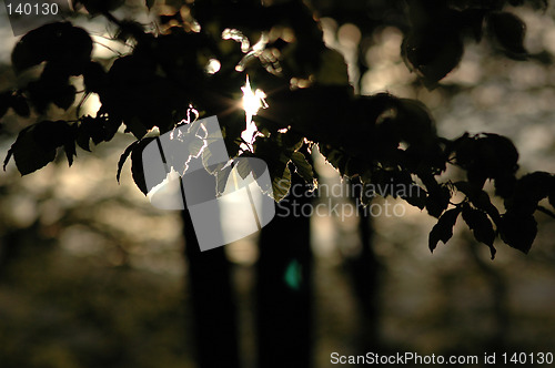 Image of Leaves