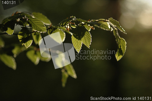 Image of Leaves