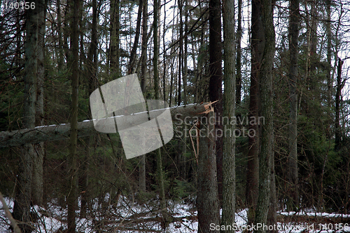 Image of Broken tree