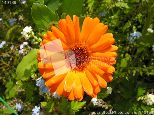 Image of Orange Flower