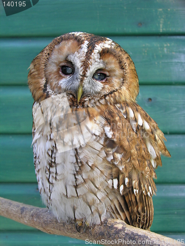 Image of Tawny Owl