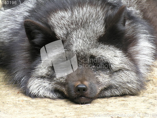 Image of Silver Fox