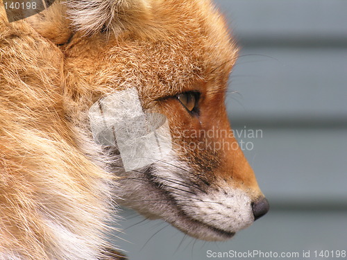 Image of Profile of fox