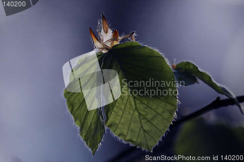 Image of Leaves