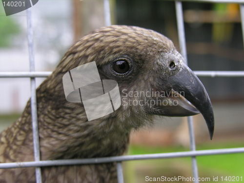 Image of Caged Kea