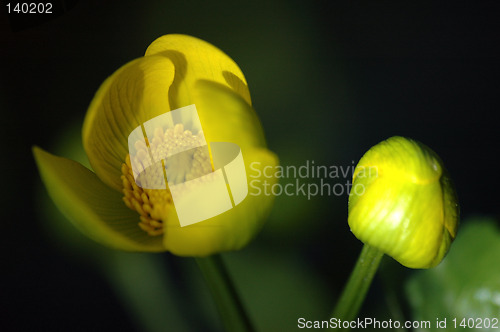 Image of Flowers