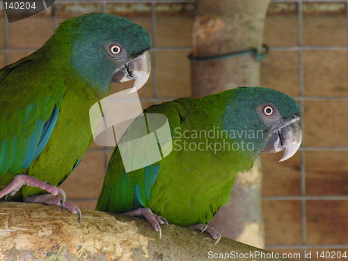 Image of Blue Headed Macaws