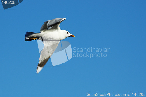 Image of Flying gull