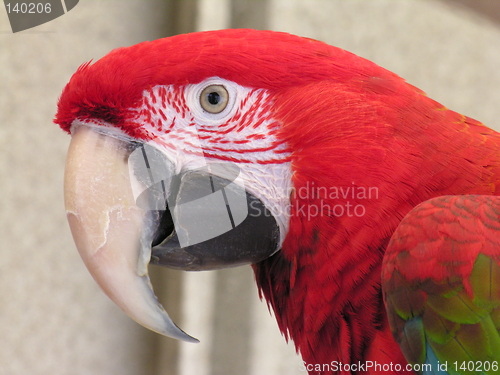 Image of Green Wing Macaw