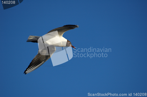 Image of Flying gull