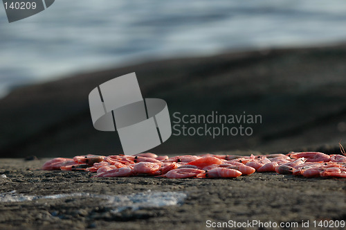 Image of Shrimps