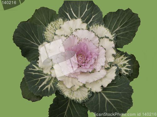 Image of Cabbage