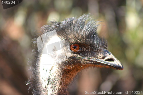 Image of emu