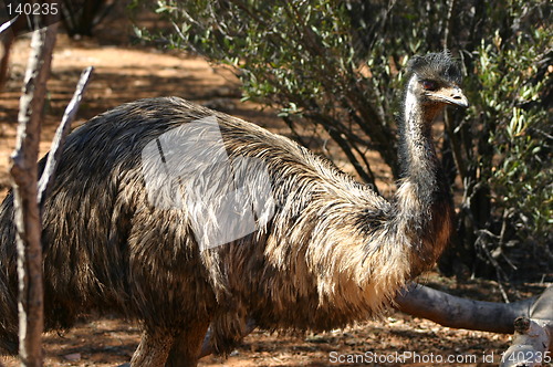 Image of emu