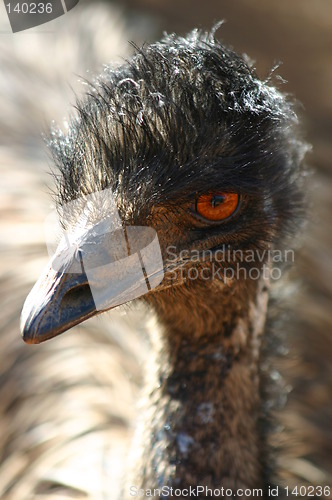 Image of emu