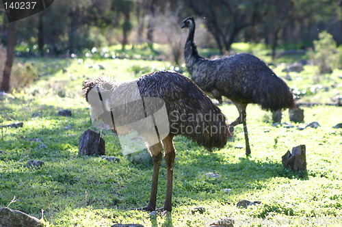 Image of emus